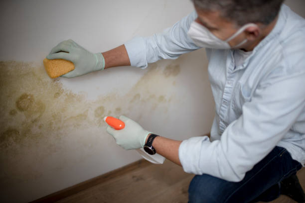 Best Mold Damage Repair  in Lawson Heights, PA